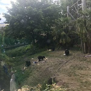 Chimpanzees with enrichment