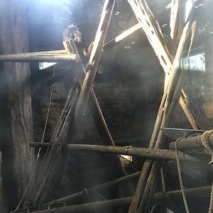 One of the chimpanzee indoor enclosures