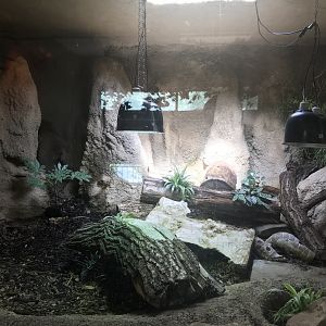 Black and white tegu enclosure
