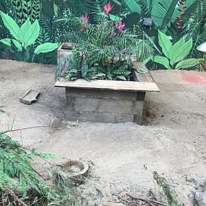 Large hairy armadillo enclosure