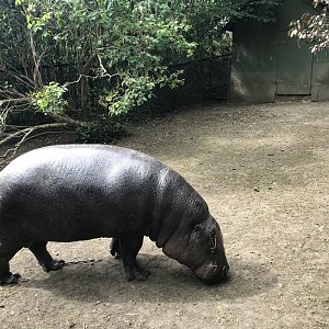 Pygmy hippo