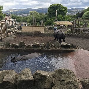 Indian rhinos