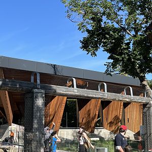 Red Panda in overhead tunnel