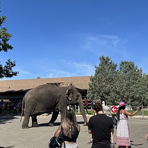 Lucy out for a stroll
