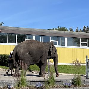 Lucy out for a stroll