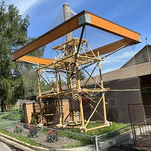 White-handed Gibbon Exhibit