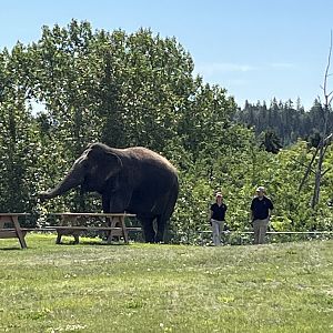 Lucy out for a stroll