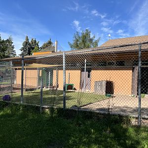 Red-necked Wallaby Exhibit