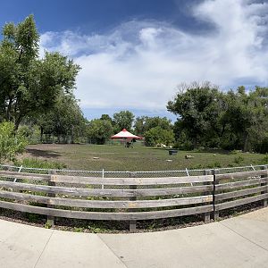 Grevy’s Zebra Exhibit