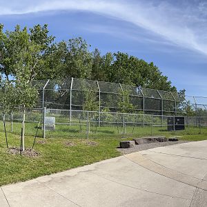 Amur Tiger Exhibit - New in 2020