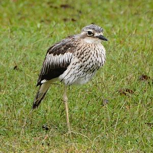 Bush stone-curlew