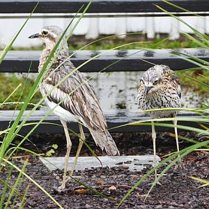 Bush stone curlew