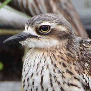 Bush stone-curlew portrait