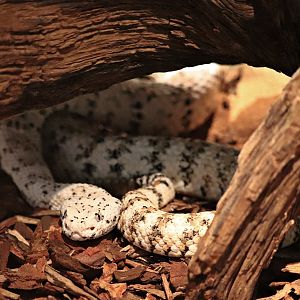 Southwestern speckled rattlesnake (Crotalus pyrrhus)