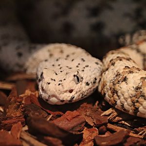Southwestern speckled rattlesnake (Crotalus pyrrhus)