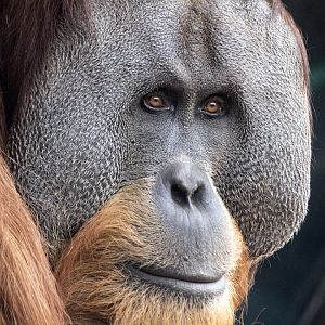Sumatran orangutan 'Malu'