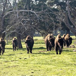 American Bison