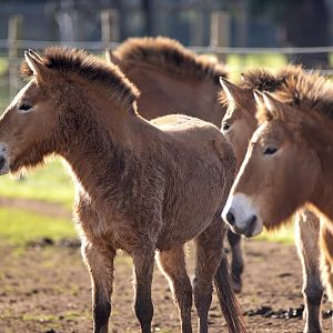 Przewalski's Horse