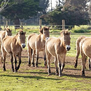 Przewalski's Horse