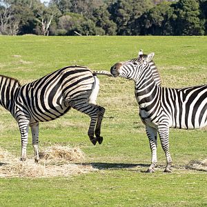 Plains Zebra