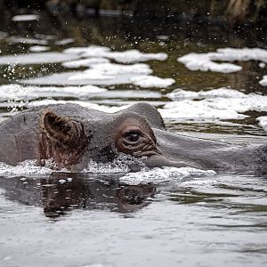 Hippopotamus