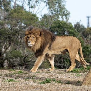 African lion 'Sheru'