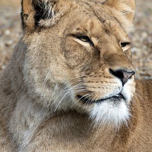 African lion 'Nilo'