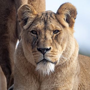 African lion 'Asali'