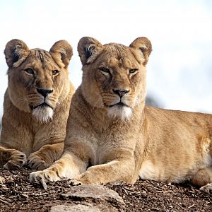 African lions 'Asali' and mother 'Nilo'
