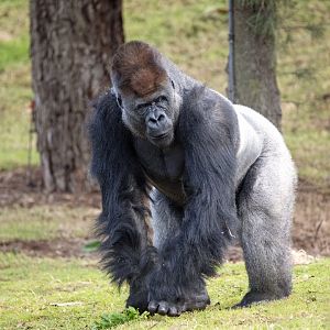 Western gorilla 'Yakini'