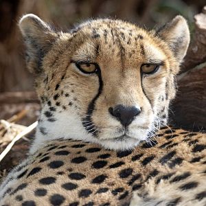 Cheetah 'Kulinda'