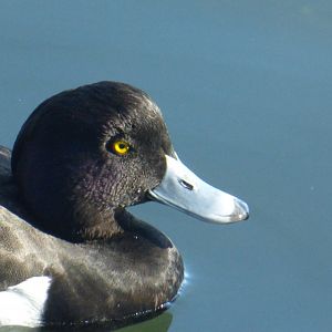Tufted duck 3-20-22