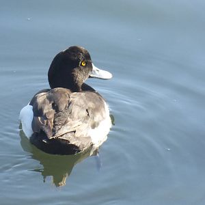 Tufted duck 3-20-22