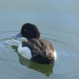 Tufted duck 3-20-22