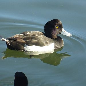 Tufted duck 3-20-22