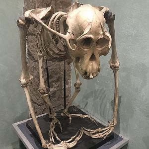 Orangutan  skeleton