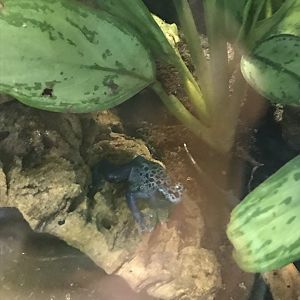 Blue poison dart frog