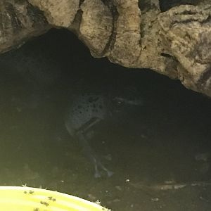 Blue poison dart frog