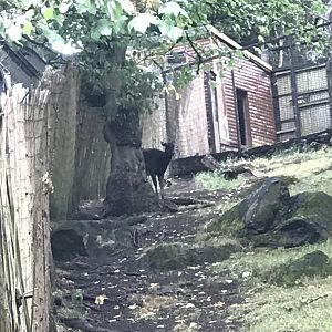 Visayan spotted deer