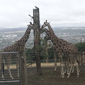 Giraffes