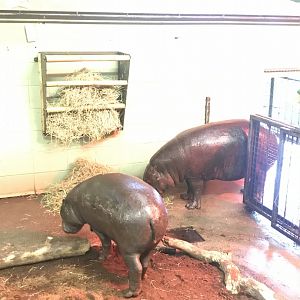 Pygmy hippos