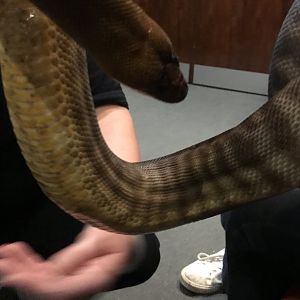 Woma python