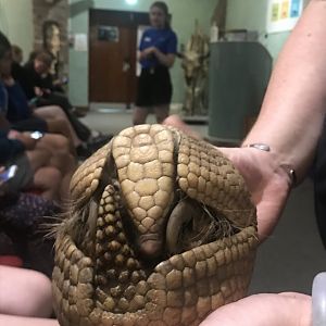 3-banded armadillo “Patcha”