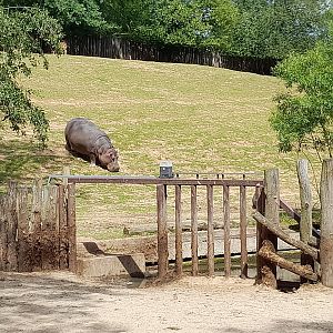 Hippo outside of pond
