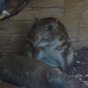 Lowland paca (Cuniculus paca) (07/22)