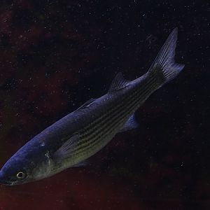 Thicklip grey mullet (Chelon labrosus) (07/22)