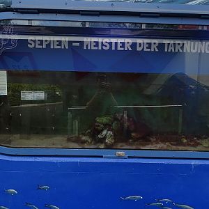 Tank for cuttlefish (07/22)