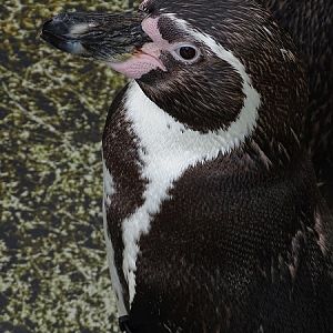 Humboldt penguin (Spheniscus humboldti) (07/22)