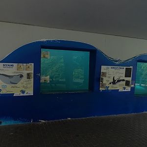 Underwater viewing Humboldt penguins and harbor seals (07/22)