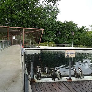 Enclosure for Humboldt penguins and harbor seals (07/22)